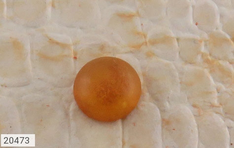 نگین تک کهربا نگین تک کهربا بولونی لهستان گرد - عکس 1