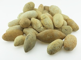 همه چیز درباره خرمهره