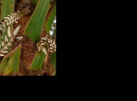 برخی از نمونههای جواهرات مطمئن