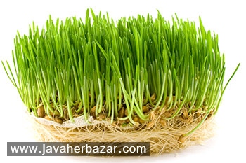 رازهای هفت سین نوروزی و آشنایی با آنها رازهای هفت سین نوروزی و آشنایی با آنها