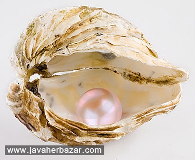 پرورش مروارید در کشور ژاپن پرورش مروارید در کشور ژاپن