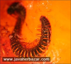 کهربا و گوهر شناسی آن کهربا و گوهر شناسی آن