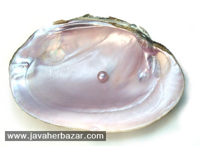 پرورش مروارید در کشور ژاپن پرورش مروارید در کشور ژاپن