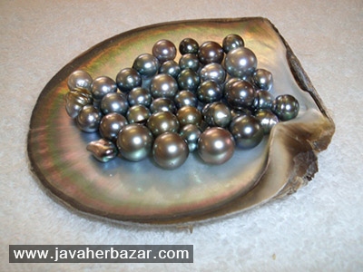 پرورش مروارید در کشور ژاپن پرورش مروارید در کشور ژاپن