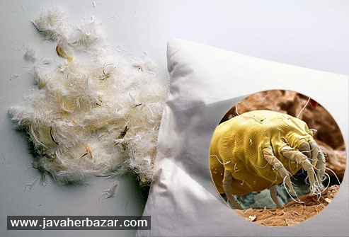 چگونه از ابتلا کودکان به آلرژی جلوگیری کنیم؟ چگونه از ابتلا کودکان به آلرژی جلوگیری کنیم؟