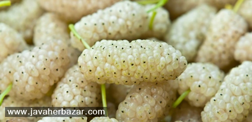 خواص و مضررات توت سفید خواص و مضررات توت سفید