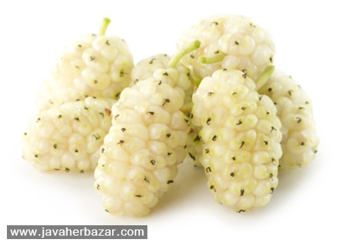 خواص و مضررات توت سفید خواص و مضررات توت سفید