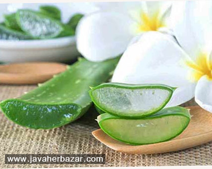 فواید فوق العاده آلوئه ورا فواید فوق العاده آلوئه ورا