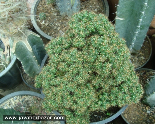 خواص کاکتوس خواص کاکتوس