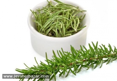 رزماری و تاثیر آن بر بدن رزماری و تاثیر آن بر بدن