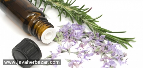 رزماری و تاثیر آن بر بدن رزماری و تاثیر آن بر بدن