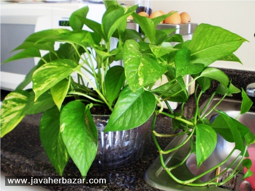 ترفندهایی برای نگه داری از گلهای آپارتمانی ترفندهایی برای نگه داری از گلهای آپارتمانی