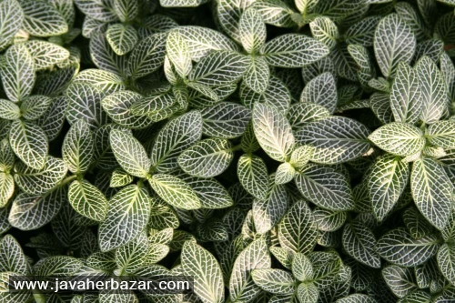 ترفندهایی برای نگه داری از گلهای آپارتمانی ترفندهایی برای نگه داری از گلهای آپارتمانی