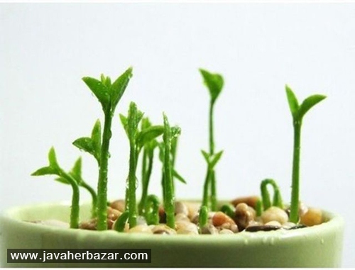 بجای سبزه عید بذر نهال بکاریم بجای سبزه عید بذر نهال بکاریم