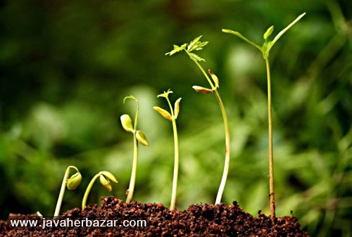 بجای سبزه عید بذر نهال بکاریم بجای سبزه عید بذر نهال بکاریم
