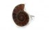 انگشتر فسیل دریایی آمونیت درشت حلزونی زنانه-2