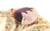 مدال چشم گربه بنفش پرنگین-1