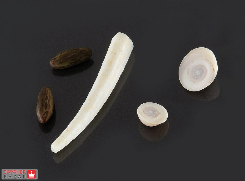 مهره مار و بررسی صحت اصل بودن آن مهره مار و بررسی صحت اصل بودن آن