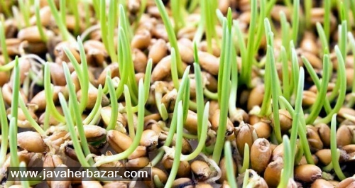 جوانه گندم جوانه گندم